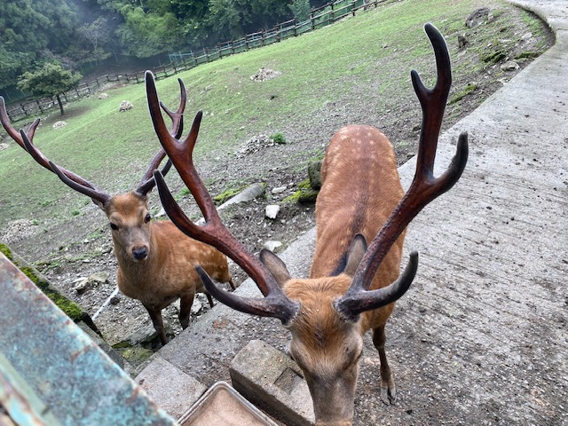宝登山小動物公園の２匹の鹿