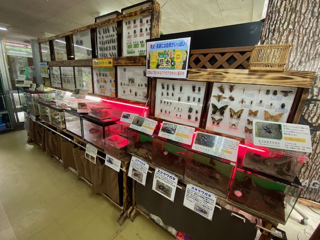 宝登山小動物公園の店内の昆虫コーナー