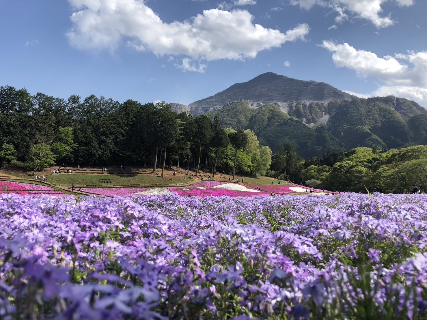 満開の芝桜の丘とバックに武甲山