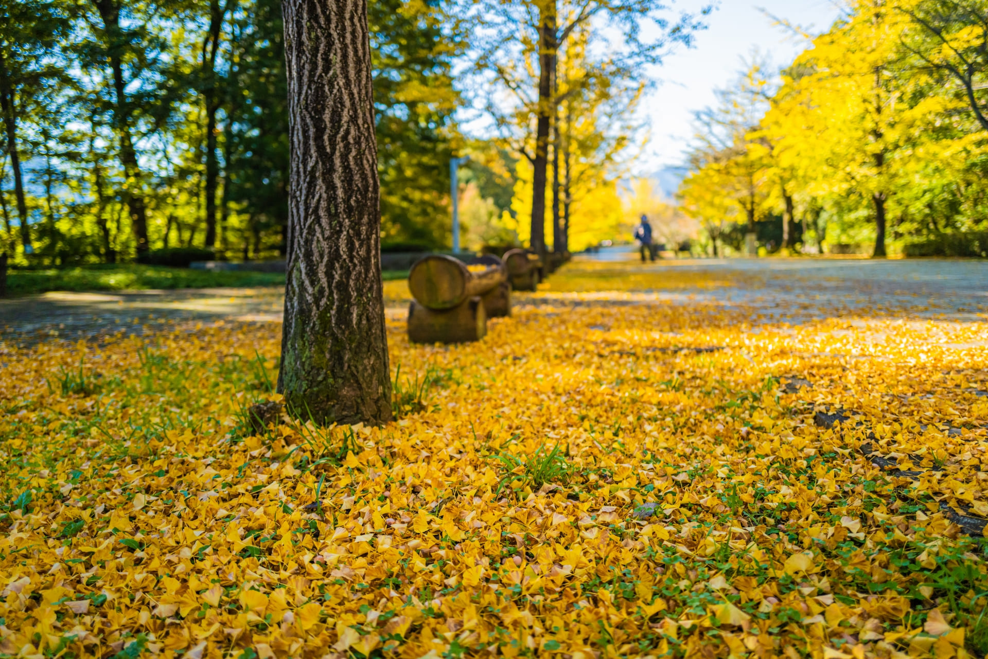 道にイチョウが降り積もり道路わきに木のベンチがセットされている写真