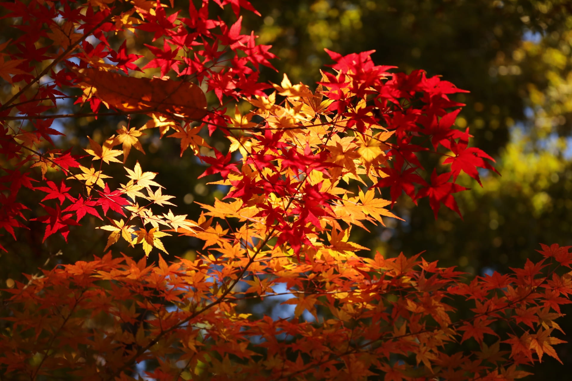 木漏れ日がさした紅葉