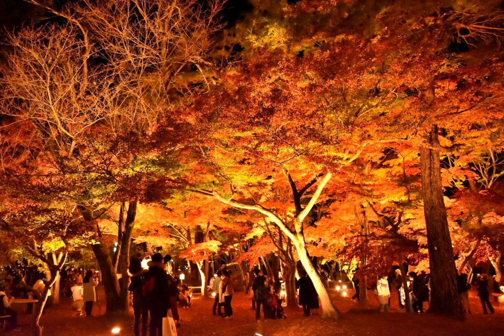 ライトアップされた月の石紅葉公園