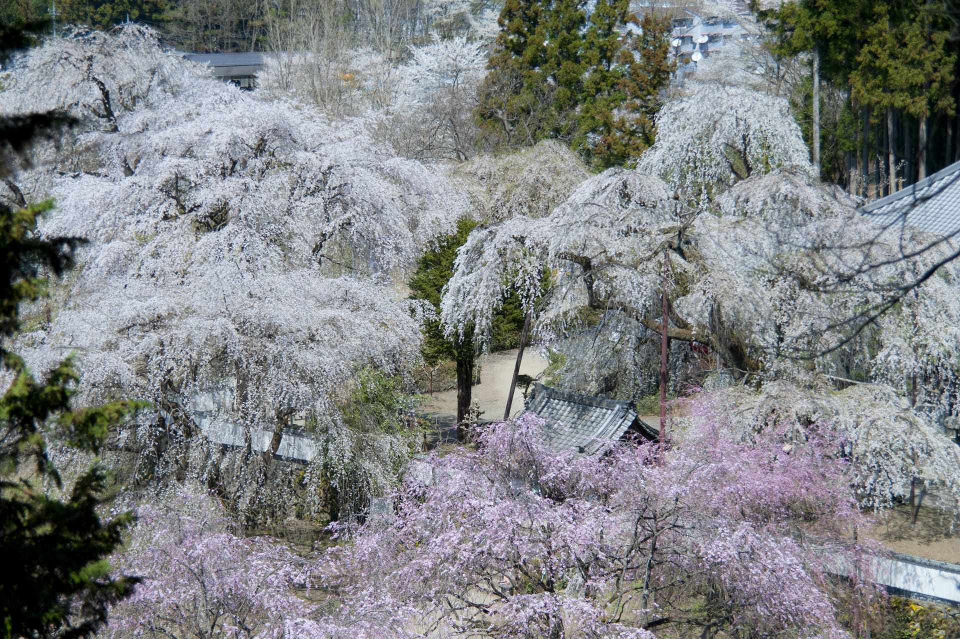 満開になった清雲寺のしだれ桜を上空から撮った写真