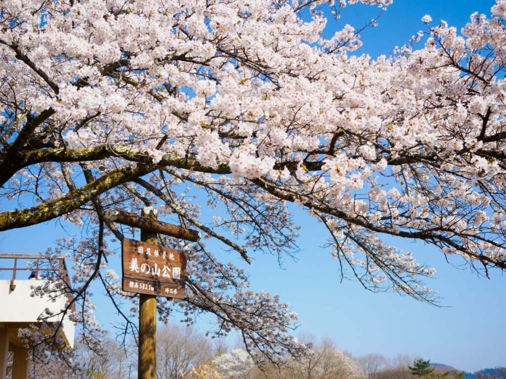 美の山公園の満開の桜