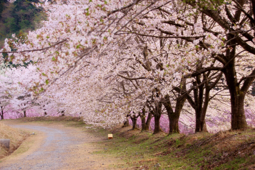 桜の時期の虎山の千本桜