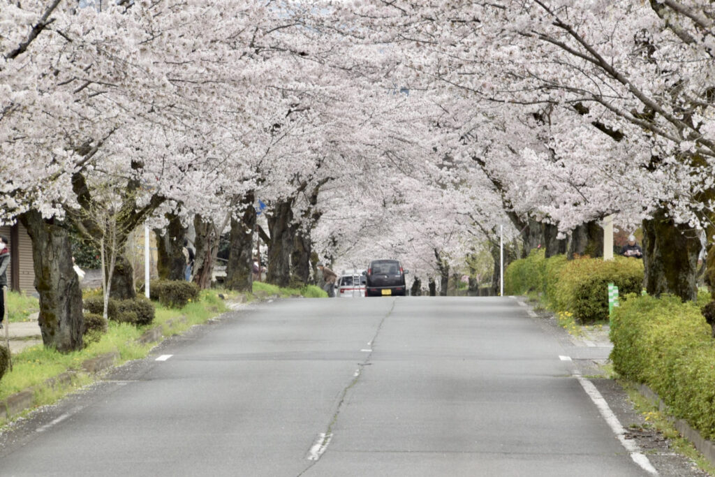 桜の時期の北桜通り