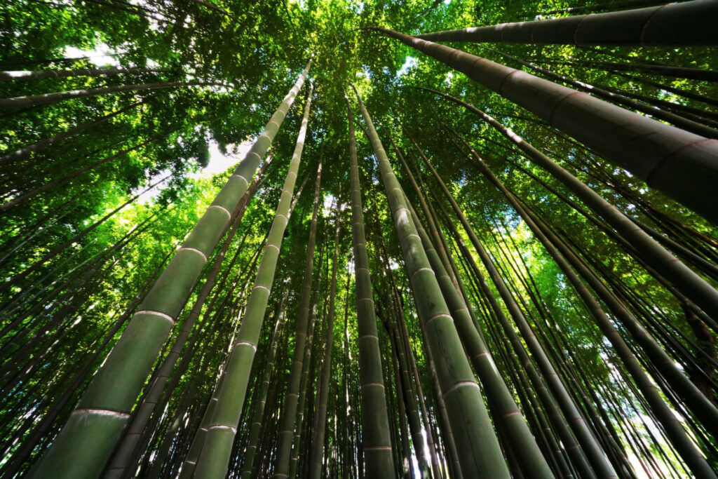 孟宗竹の竹林