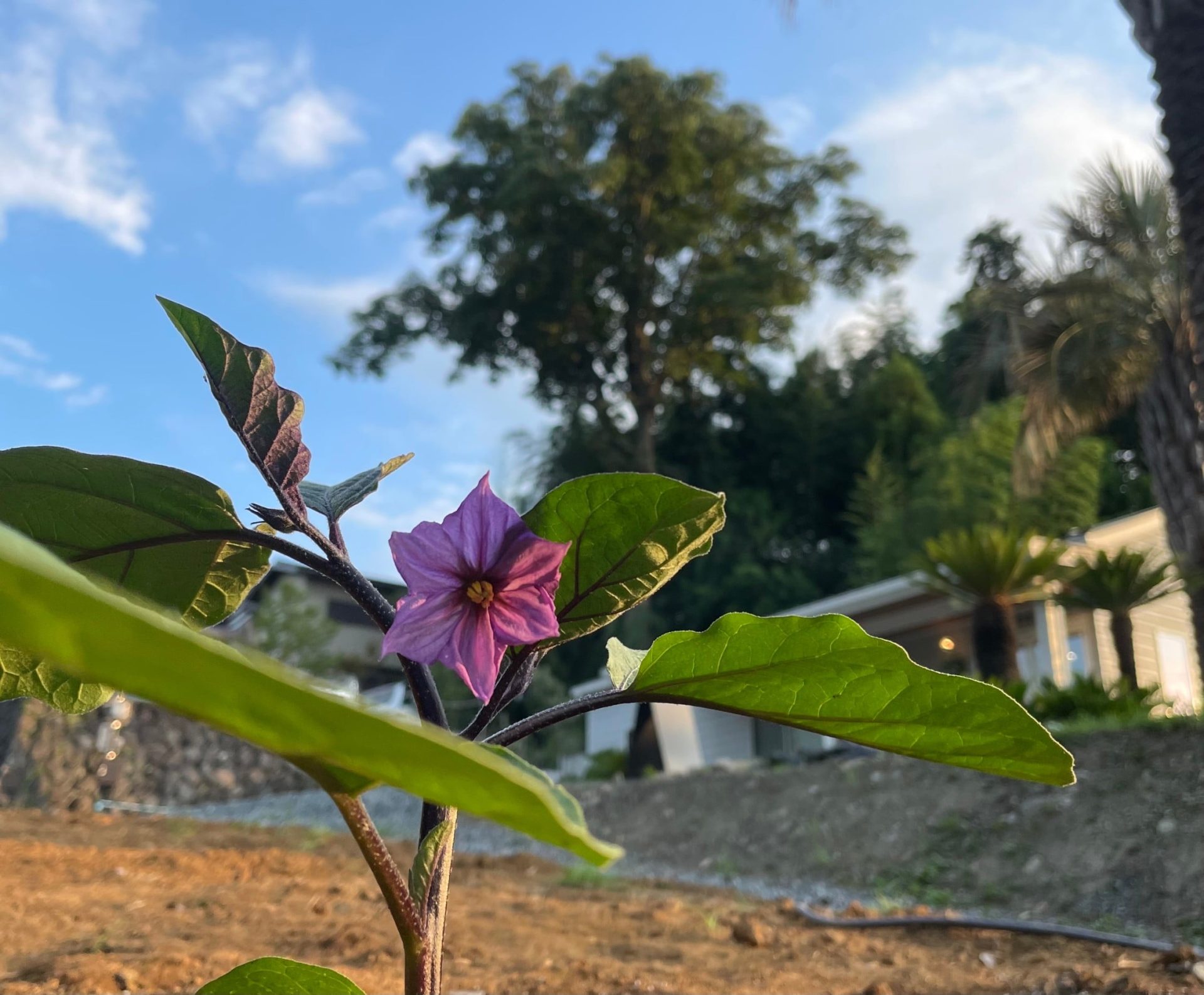 茄子の花と青空