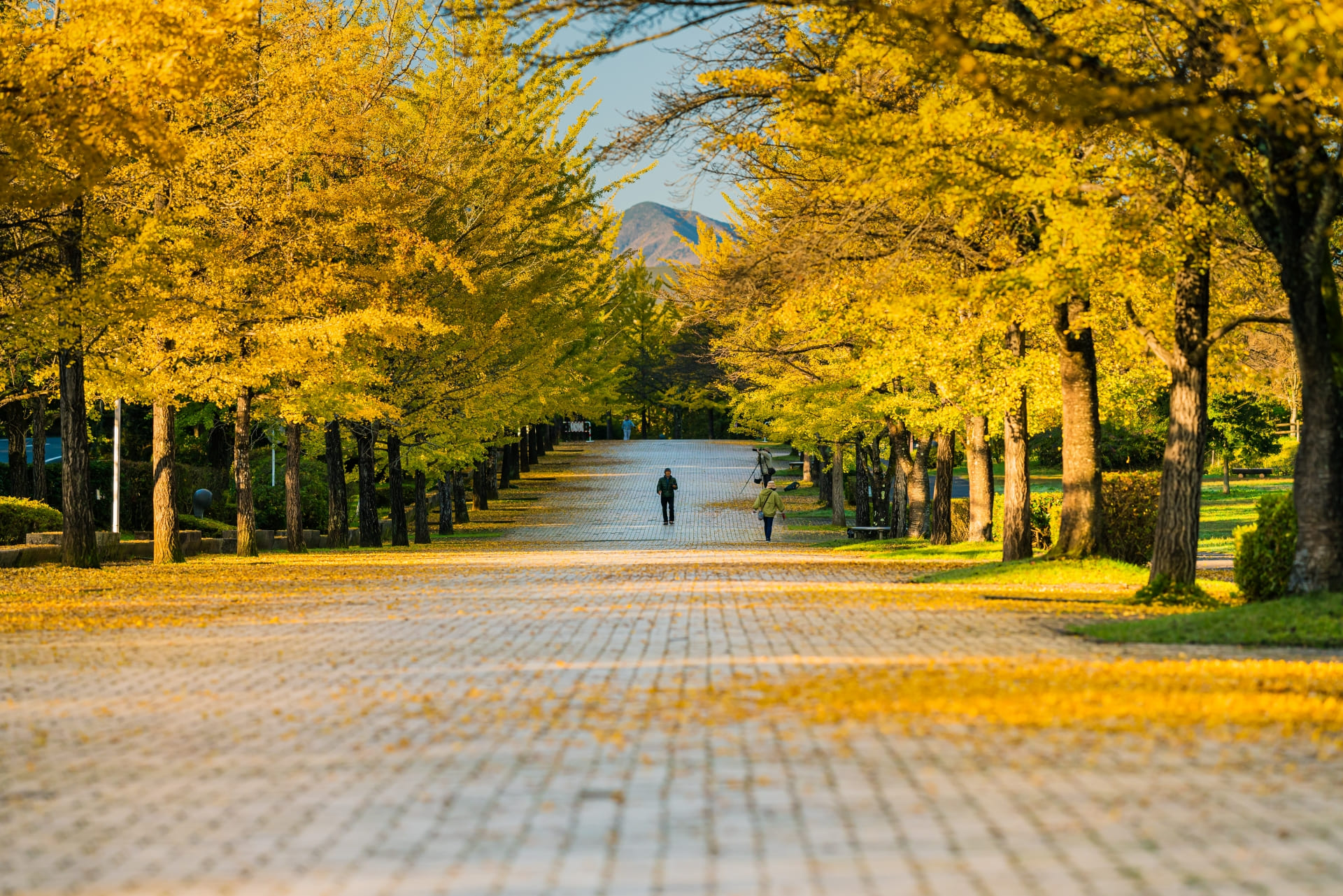 ミューズパークの紅葉したイチョウ並木を正面から取った写真