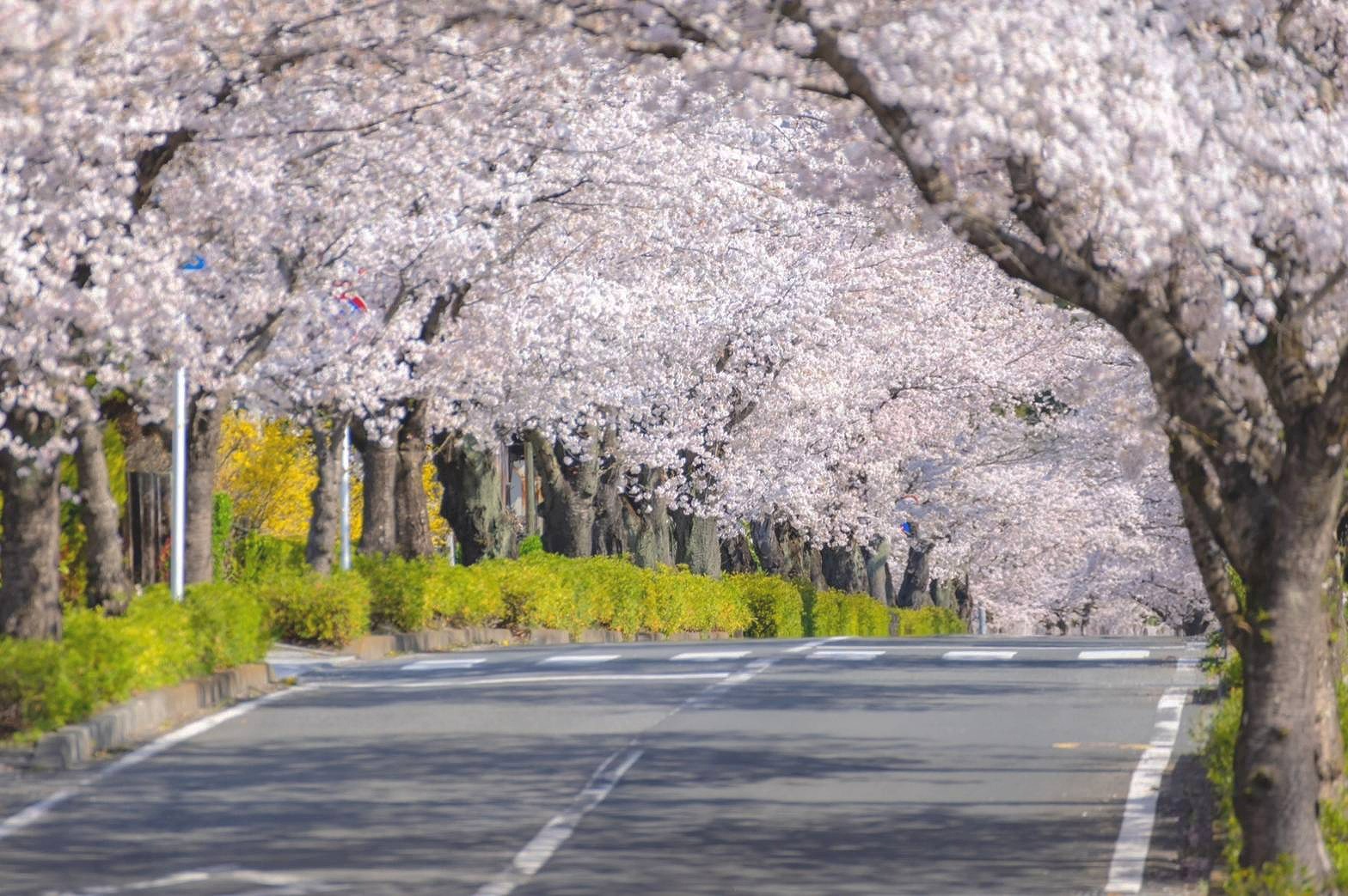 長瀞の満開の桜並木