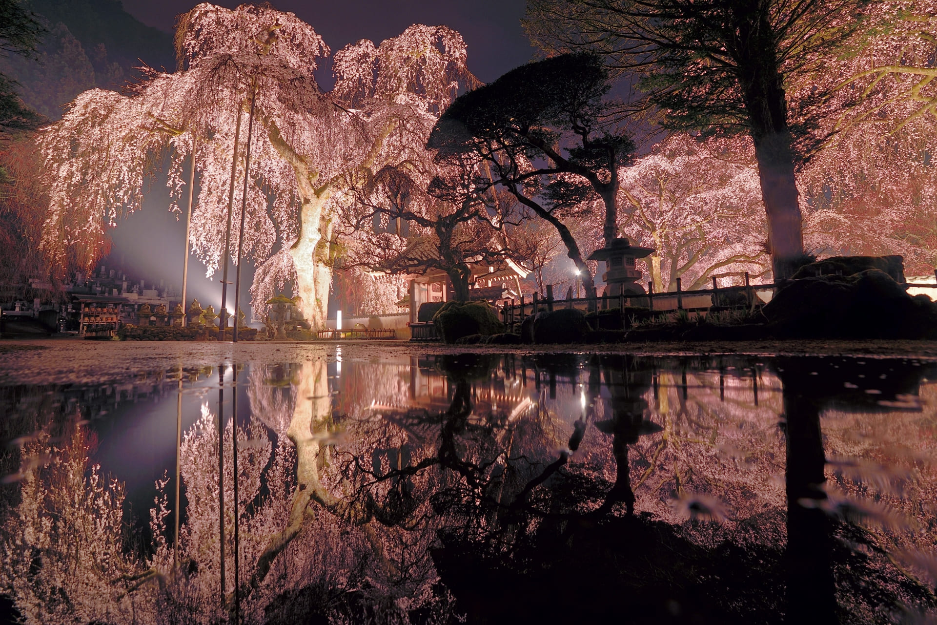 ライトアップされた清雲寺のしだれ桜