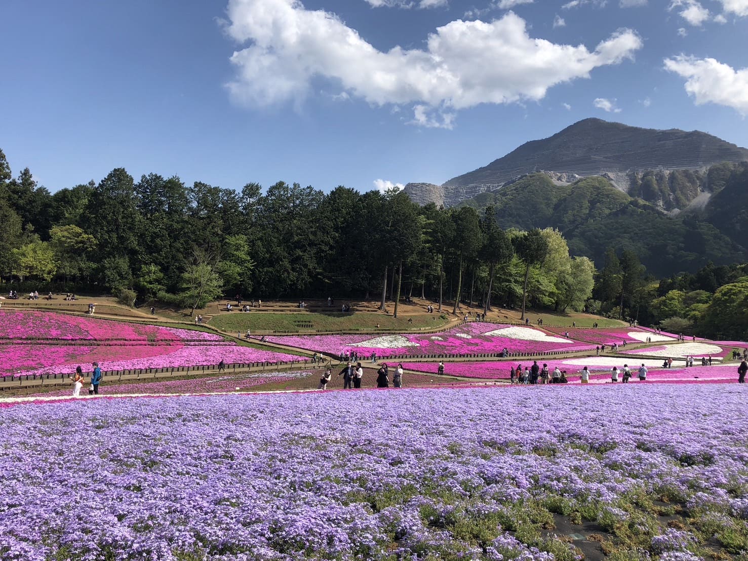 満開時の芝桜の丘